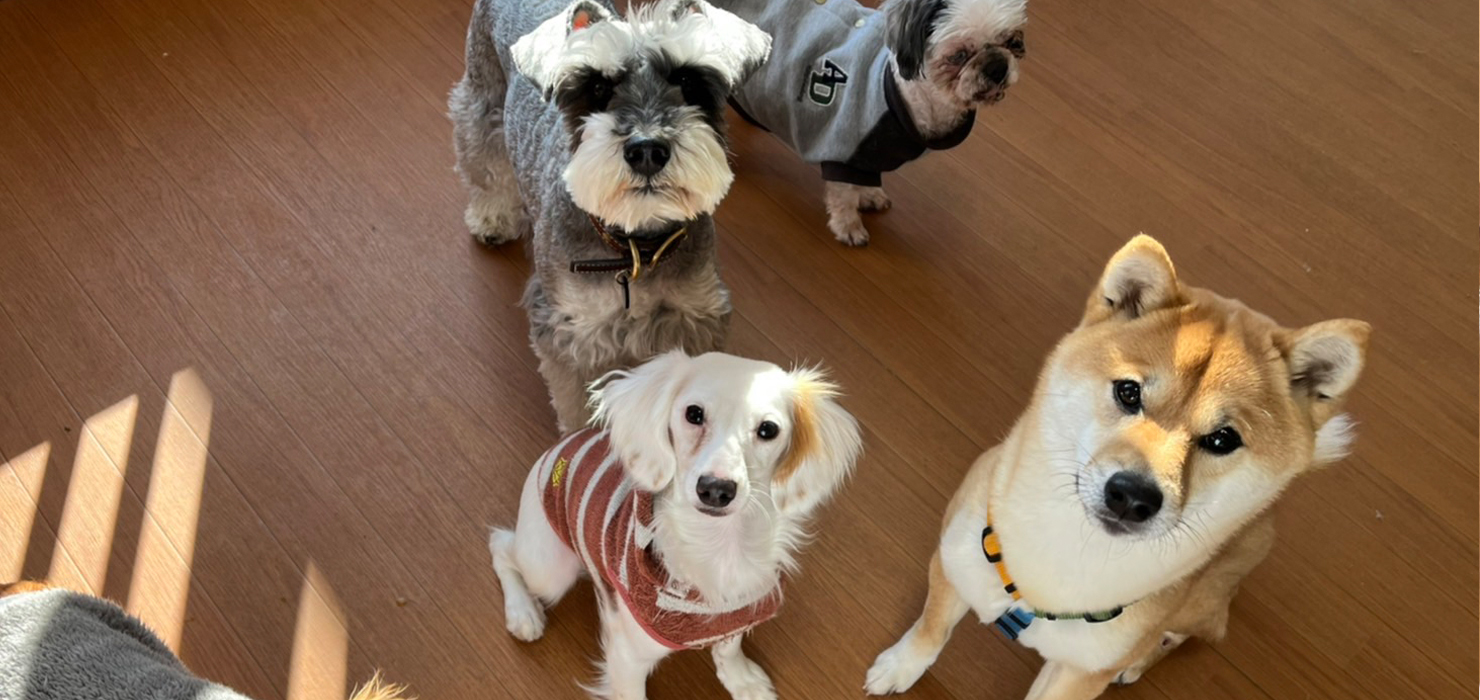 犬の保育園 Hanaについて