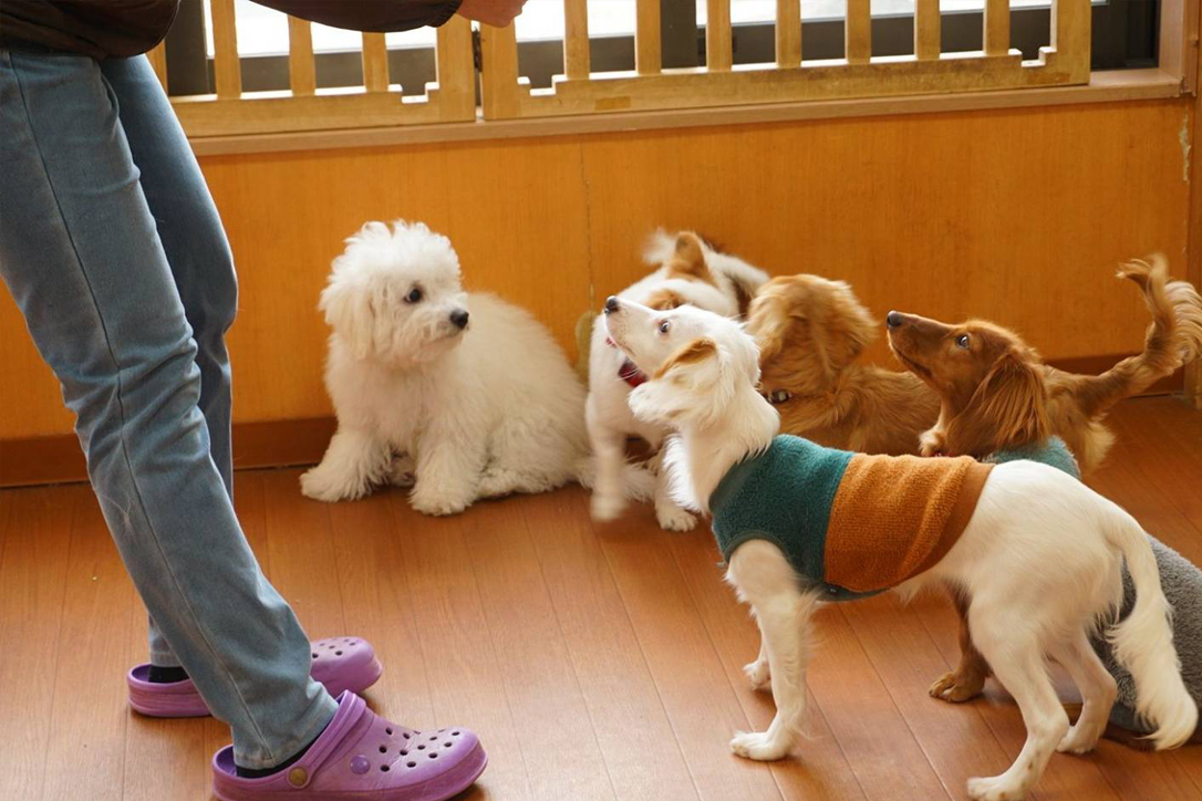 犬の保育園Hana